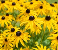 black-eyed-susans-native-flower-garden