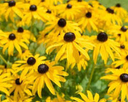 black-eyed-susans-native-flower-garden