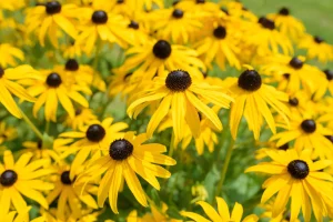black-eyed-susans-native-flower-garden