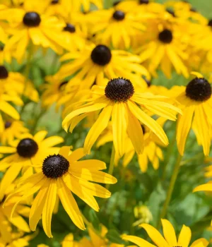 black-eyed-susans-native-flower-garden black-eyed-susans-native-flower-garden