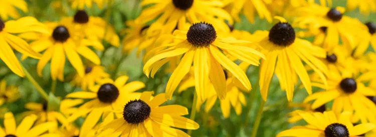 black-eyed-susans-native-flower-garden