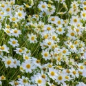 Field of numerous white daisies with bright yellow centers in a sunlit garden or meadow.