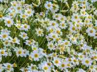 Field of numerous white daisies with bright yellow centers in a sunlit garden or meadow.