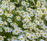 Field of numerous white daisies with bright yellow centers in a sunlit garden or meadow.