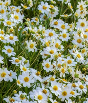 Field of numerous white daisies with bright yellow centers in a sunlit garden or meadow.