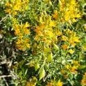 bladderpod-native-shrub-in-bloom