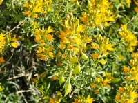 bladderpod-native-shrub-in-bloom