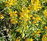 bladderpod-native-shrub-in-bloom