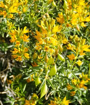 bladderpod-native-shrub-in-bloom bladderpod-native-shrub-in-bloom