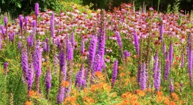 blazing-star-coneflower-and-butterfly-weed-garden-pairing