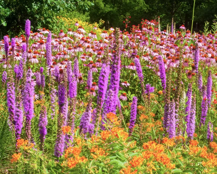 Lazy gardening at its most vibrant: Butterfly Weed, Blazing Star, and Purple Coneflower