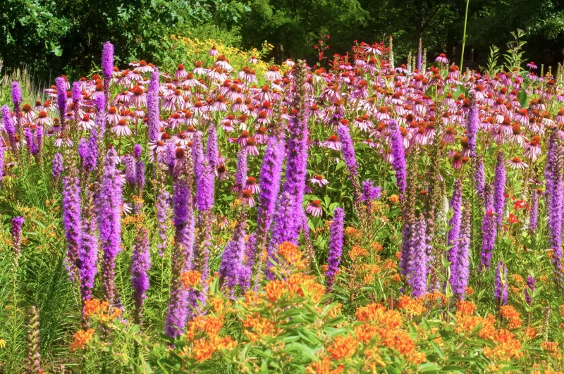 Lazy gardening at its most vibrant: Butterfly Weed, Blazing Star, and Purple Coneflower