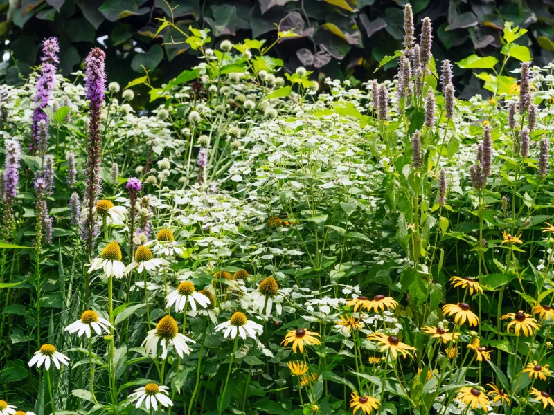 Or, pair it with coneflowers, black-eyed Susans, and mountain mint for a pollinator buffet
