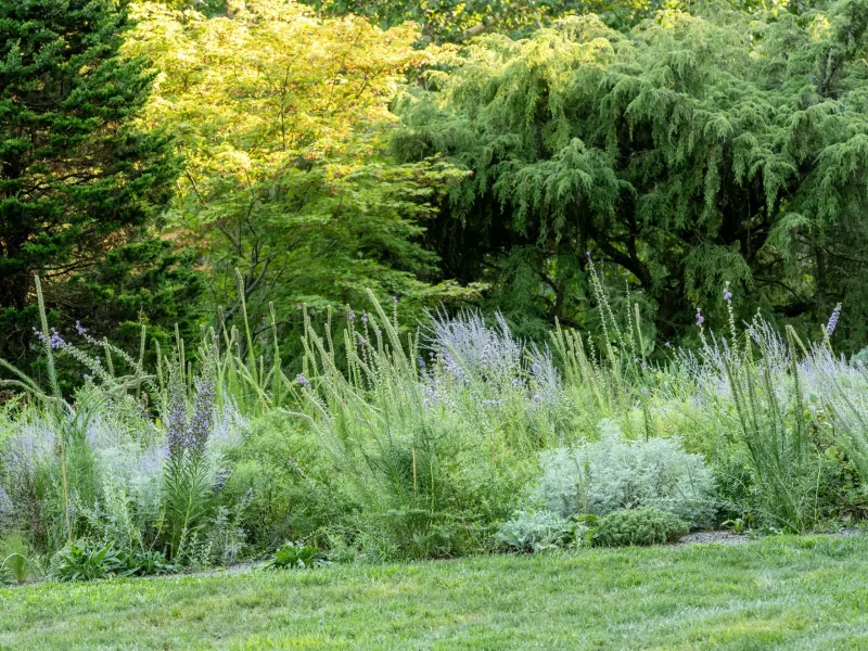 Garden bed of lavender with purple blooms, a bright green lawn in the foreground and dense green shrubs and trees in the background.