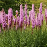 blazing-star-with-butterflies-native-plant