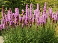 blazing-star-with-butterflies-native-plant