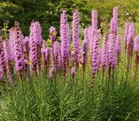 blazing-star-with-butterflies-native-plant
