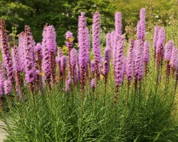 blazing-star-with-butterflies-native-plant blazing-star-with-butterflies-native-plant
