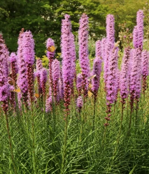 blazing-star-with-butterflies-native-plant blazing-star-with-butterflies-native-plant