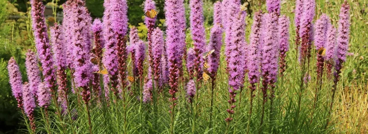 blazing-star-with-butterflies-native-plant