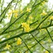 Close-up of a flowering green shrub with bright yellow blossoms along interwoven branches and small oval leaves.
