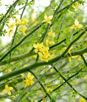 blooms-on-blue-palo-verde-image-copyright-the-plant-native Close-up of a flowering green shrub with bright yellow blossoms along interwoven branches and small oval leaves.