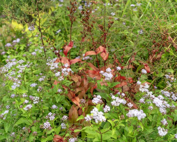 Blue mistflower + native penstemons are gorgeous