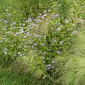 Blue Mistflower alongside native grasses is end of season perfection