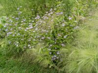 Blue Mistflower alongside native grasses is end of season perfection