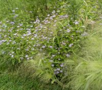 Blue Mistflower alongside native grasses is end of season perfection