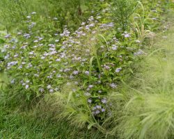 Blue Mistflower alongside native grasses is end of season perfection