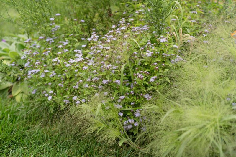 Blue Mistflower alongside native grasses is end of season perfection