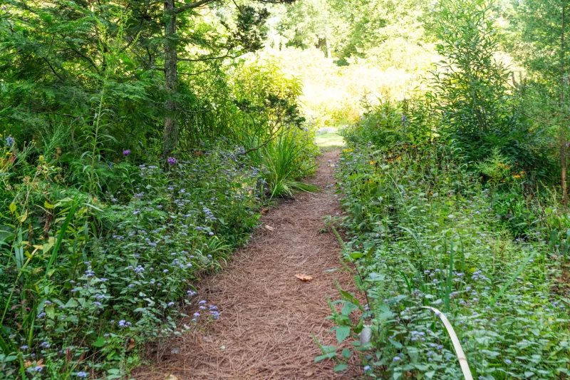 Blue Mistflower is so forgiving of different light that it also works in part sun