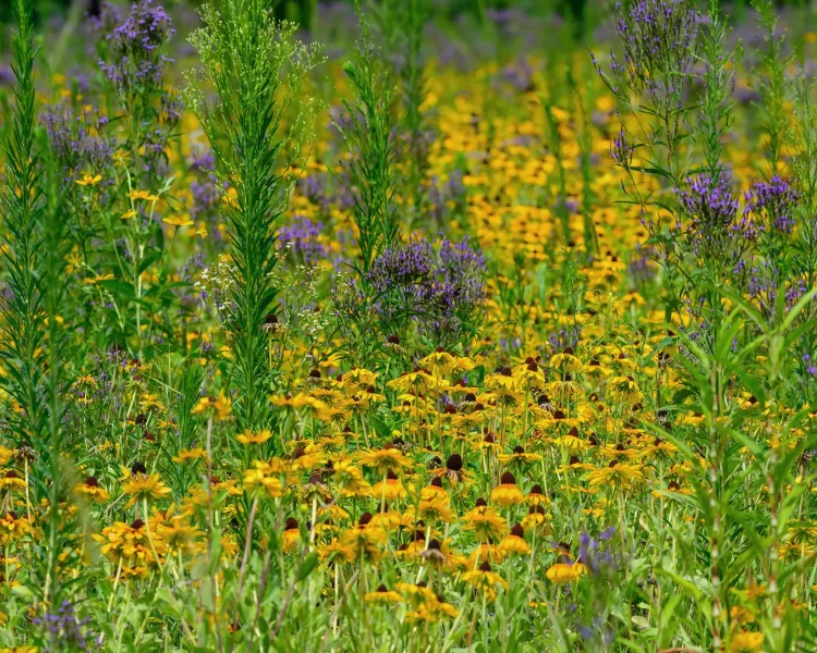 Blue vervain + black-eyed susans is perfect for full sun areas