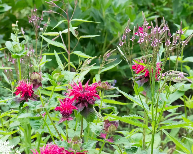Blue vervain + bee balm is a pollinator dream