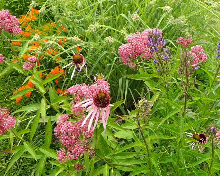 Have a low area that collects water? Here is your garden recipe