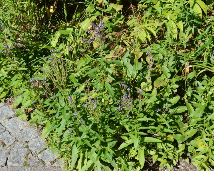 Shorter blue vervain cultivars work well in borders