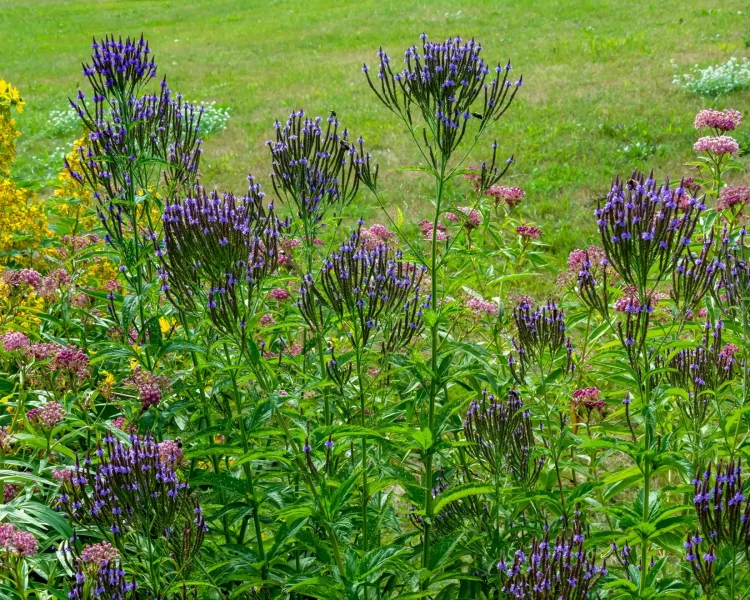 Blue vervain + swamp milkweed is a great water-friendly combo