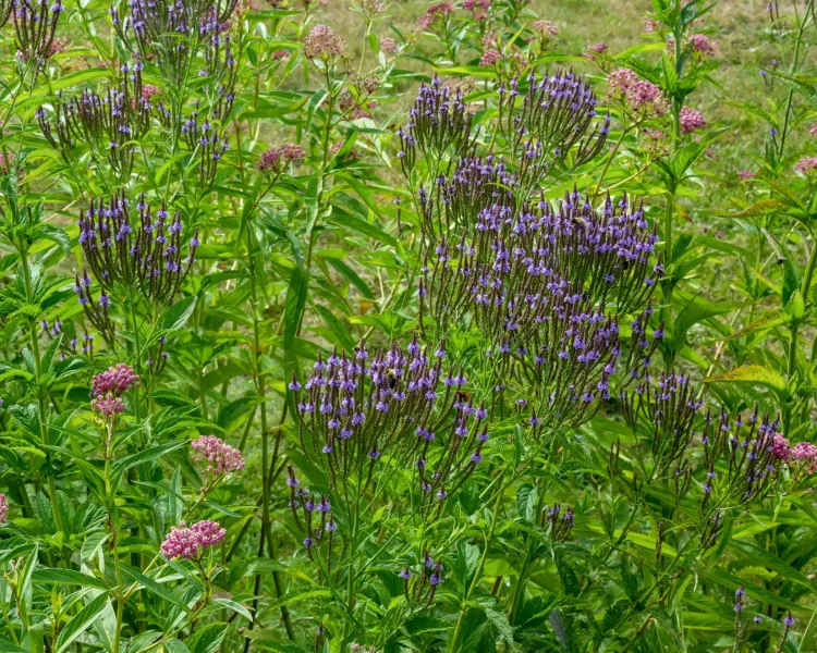Have a wetter area? Blue vervain + swamp milkweed is a great duo