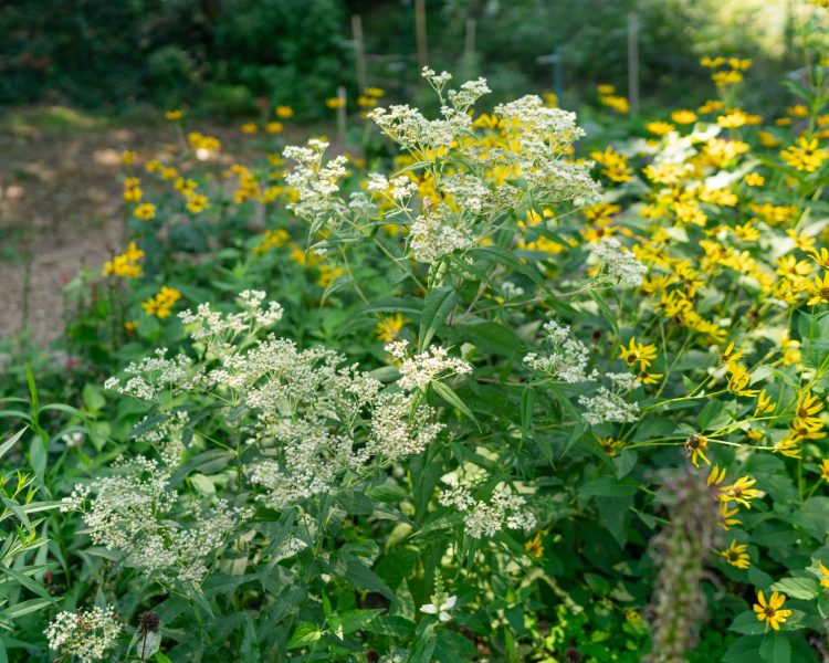 Boneset thrives in a low-lying area