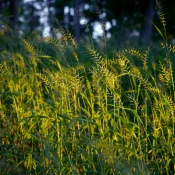bottlebrush-grass-native-grass