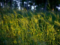 bottlebrush-grass-native-grass