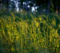 bottlebrush-grass-native-grass