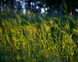 bottlebrush-grass-native-grass