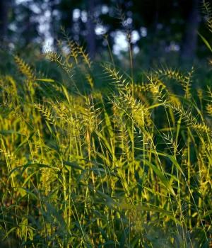 bottlebrush-grass-native-grass bottlebrush-grass-native-grass