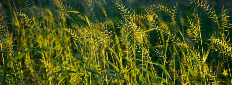 bottlebrush-grass-native-grass