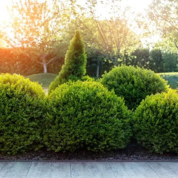 boxwoods-boring-nonnative-shrubs