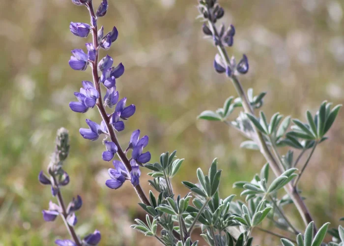 broadleaf-lupine-native-flower-in-bloom