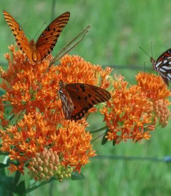 butterflies-on-a-butterfly-weed-milkweed-flower