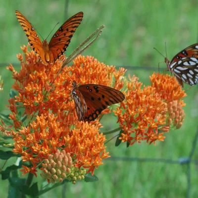 butterflies-on-a-butterfly-weed-milkweed-flower